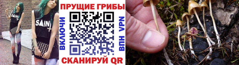 Галлюциногенные грибы прущие грибы  закладки  Велиж 